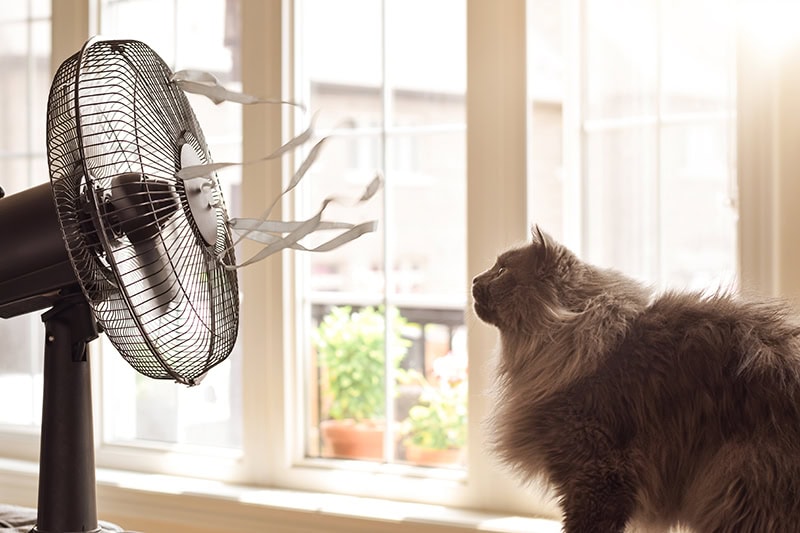 A fluffy, long-haired grey cat sitting indoors and looking up at an oscillating electric fan.